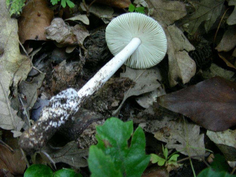 2) Fotografati  il 16.06.2012.sotto Quercia